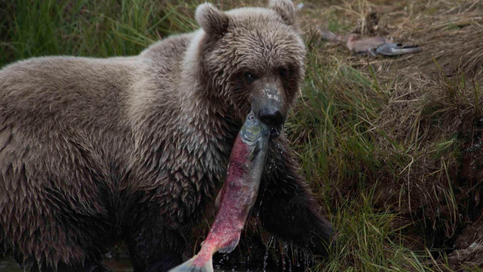 polowanie na niedźwiedzie